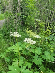 Heracleum maximum