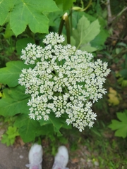 Heracleum maximum