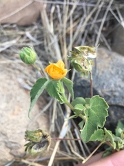 Abutilon sonneratianum