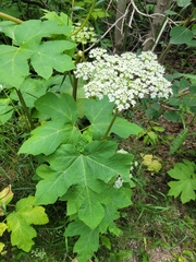 Heracleum maximum