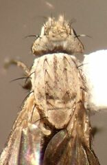 Trixoscelis fumipennis