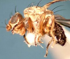 Trixoscelis fumipennis