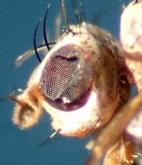 Trixoscelis fumipennis