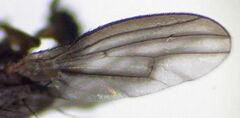 Trixoscelis fumipennis