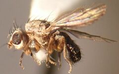 Trixoscelis fumipennis