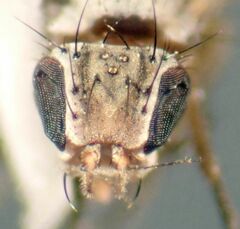 Trixoscelis fumipennis