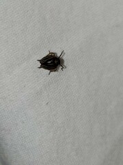 Phylloscelis atra