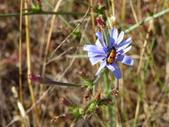 Mylabris quadripunctata