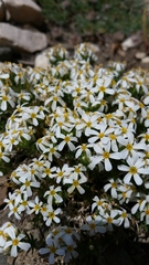 Leptosiphon nuttallii pubescens