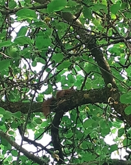 Sciurus vulgaris