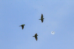 Psittacara holochlorus