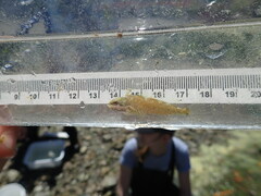 Clinocottus acuticeps