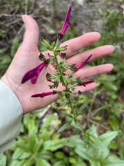 Salvia pentstemonoides