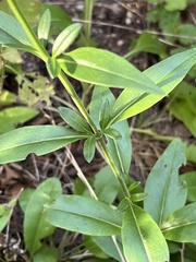 Salvia pentstemonoides