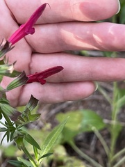Salvia pentstemonoides