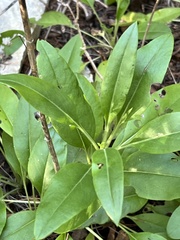 Salvia pentstemonoides