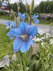Meconopsis