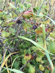 Ribes inerme
