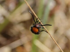 Nemognatha nemorensis