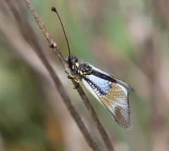 Libelloides lacteus