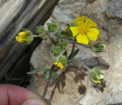 Potentilla morefieldii
