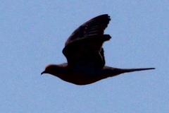 Zenaida macroura carolinensis