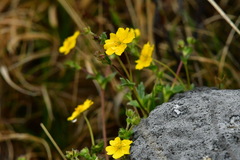 Potentilla hyparctica