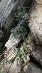 Potentilla morefieldii