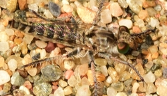 Stichopogon schineri