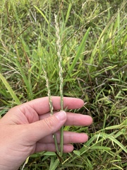 Stenotaphrum dimidiatum