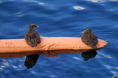 Somateria mollissima