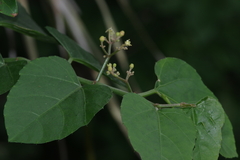 Cissus fragilis