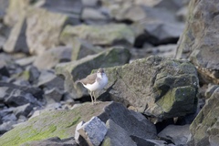 Actitis macularius