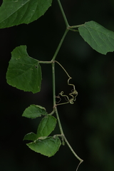 Cissus fragilis