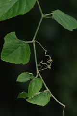 Cissus fragilis