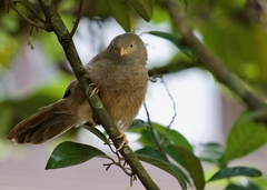 Argya affinis