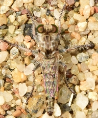 Stichopogon schineri