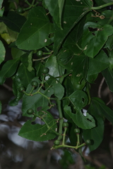 Cissus fragilis