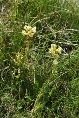 Pedicularis tuberosa