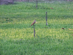 Tyrannus melancholicus