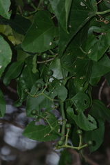 Cissus fragilis