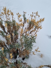Calceolaria hypericina