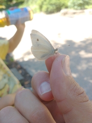 Pieris rapae