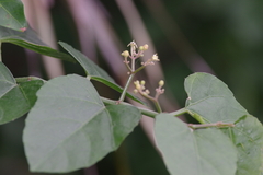 Cissus fragilis