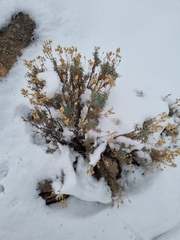 Calceolaria hypericina
