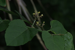 Cissus fragilis