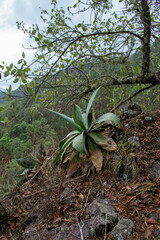 Agave pedunculifera