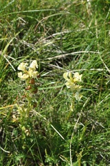 Pedicularis tuberosa
