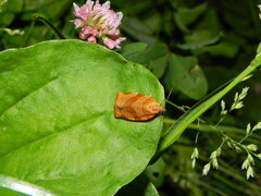 Pandemis cinnamomeana