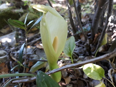 Arum italicum
